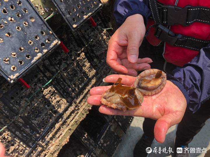 吃出口級(jí)海帶長(zhǎng)大！“國(guó)鮑1號(hào)”上可養(yǎng)120噸類野生鮑魚