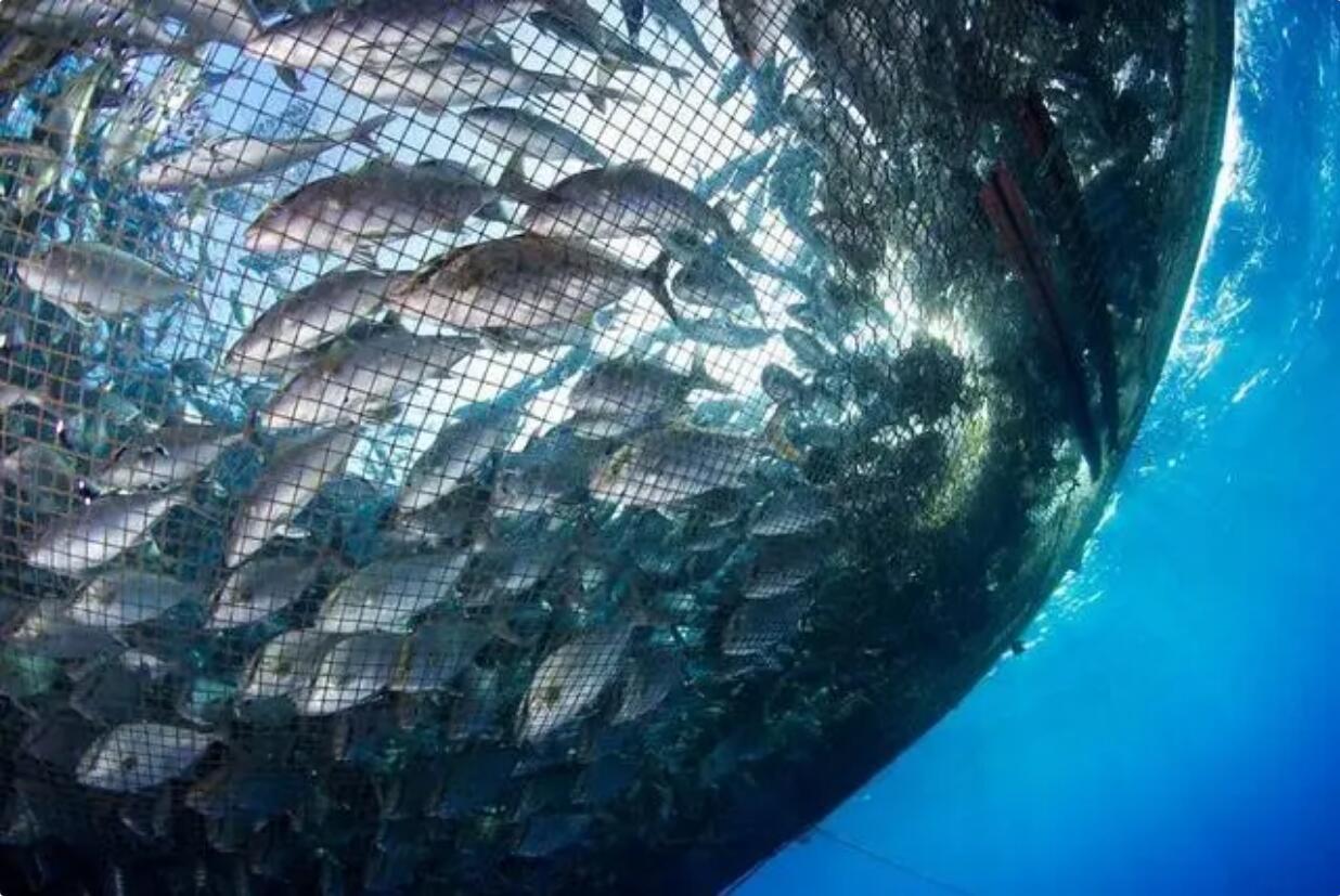 讓中國人吃上本土鮭鱒魚！自貿煙臺經海藍色種業研究院首個賦能轉化項目落地